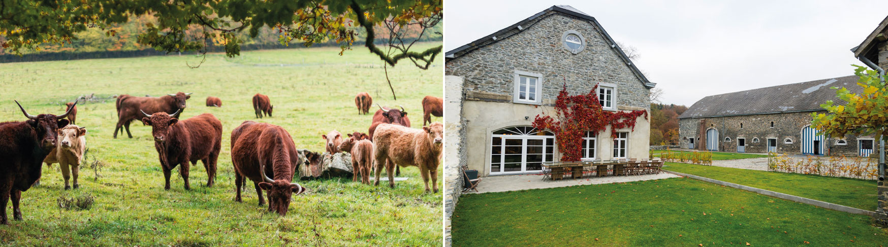 Colis de viande de boeuf bio